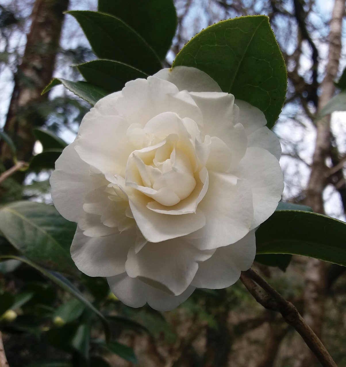 C. x williamsii 'E. T. R. Carlyon' AGM